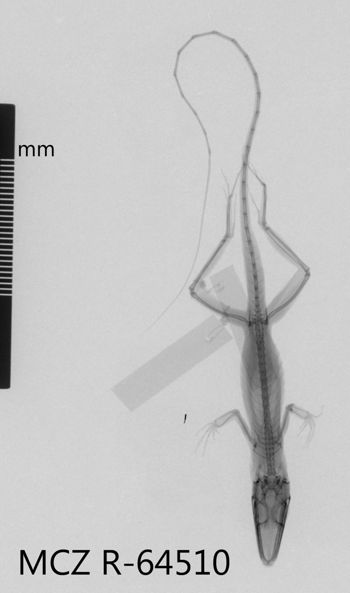 Media type: image;   Herpetology R-64510 Aspect: dorsoventral x-ray